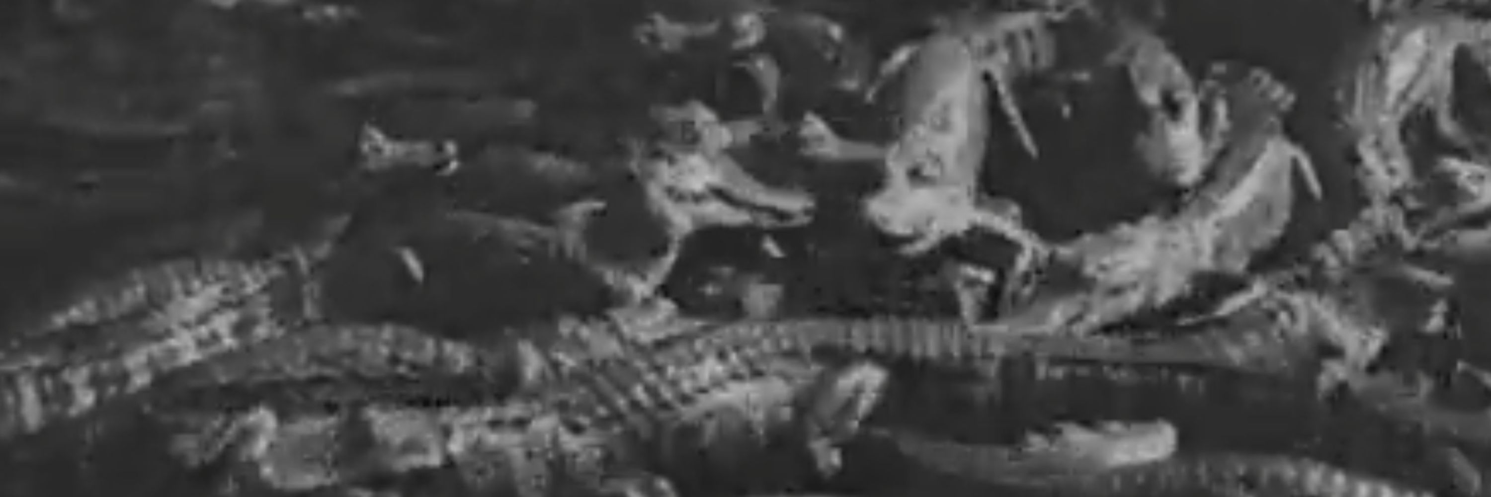 An Alligator That Won't Shut Up