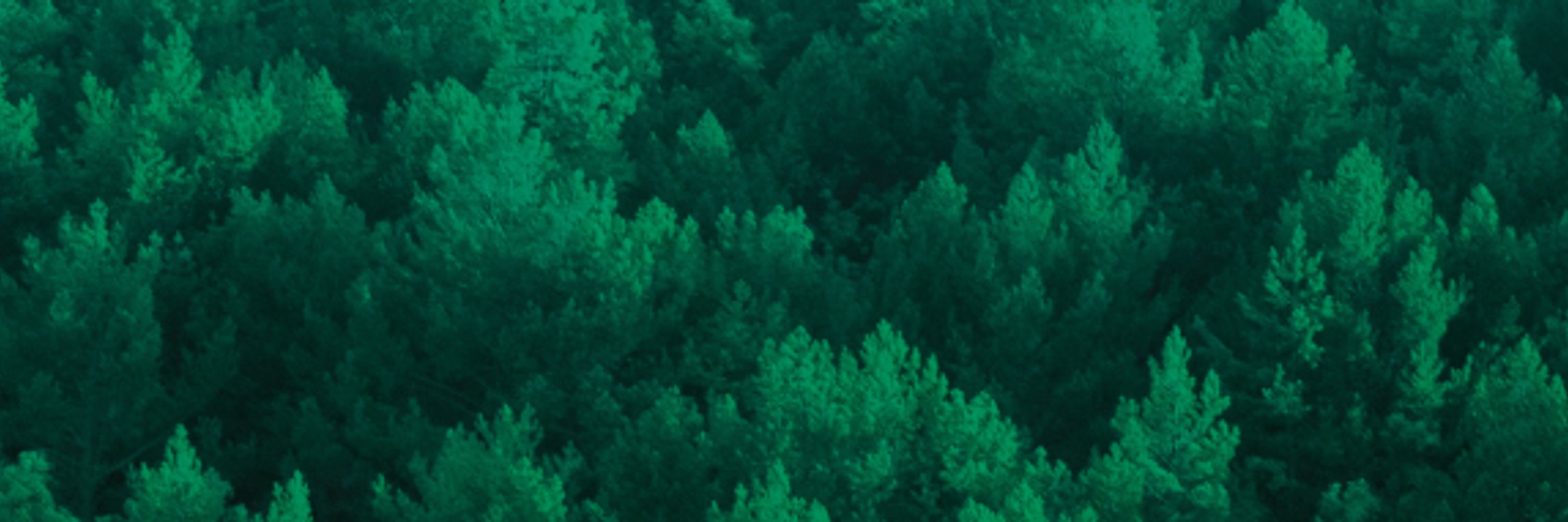 SingleTree project