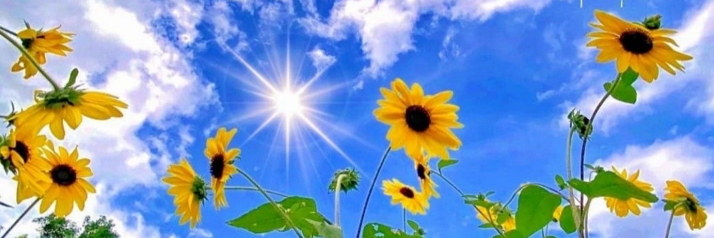 純子 🌻(ปั่นงาน)