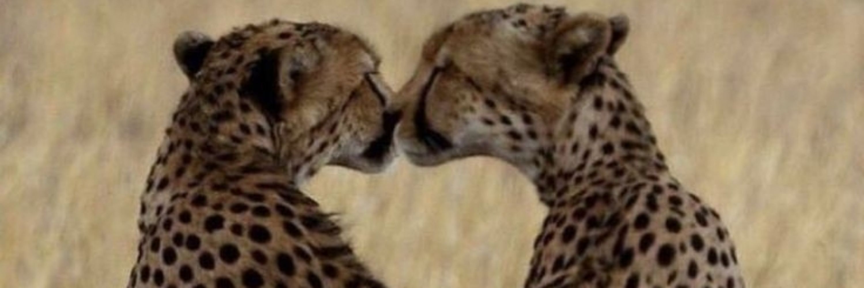 Duda 🐆