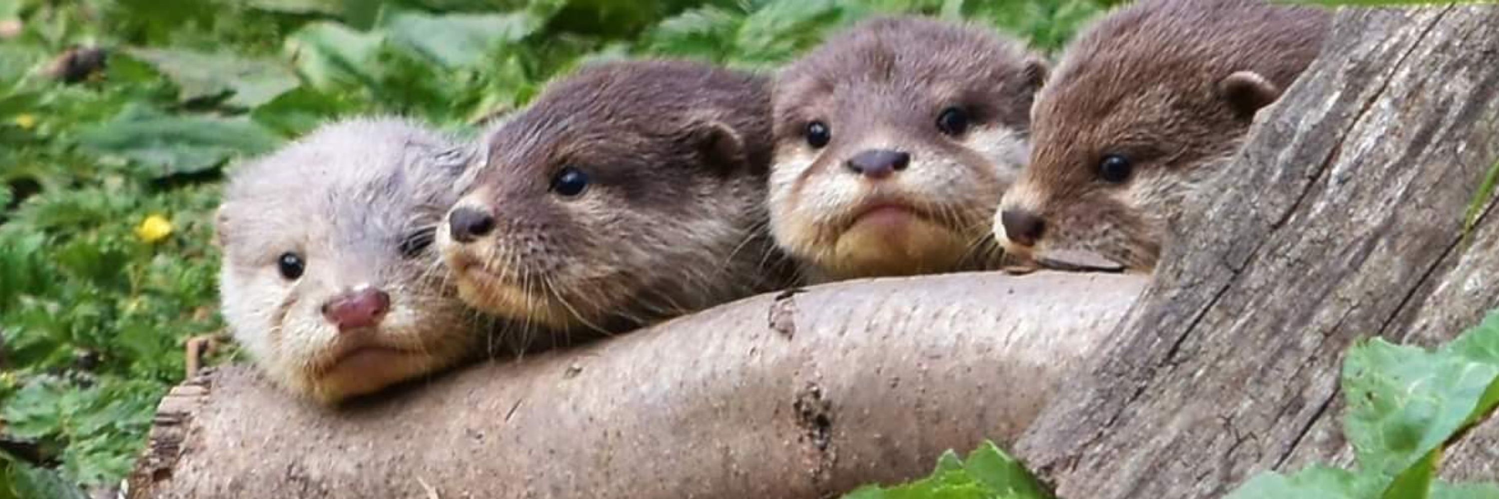 Otteris
