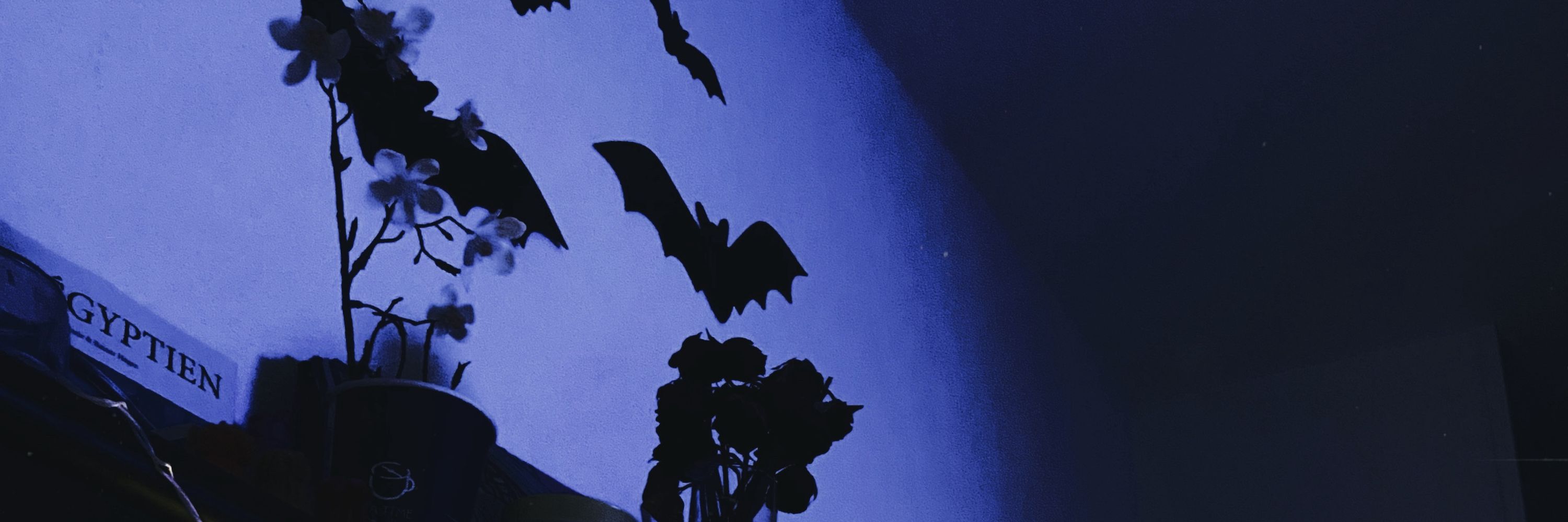 Claire 🦇
