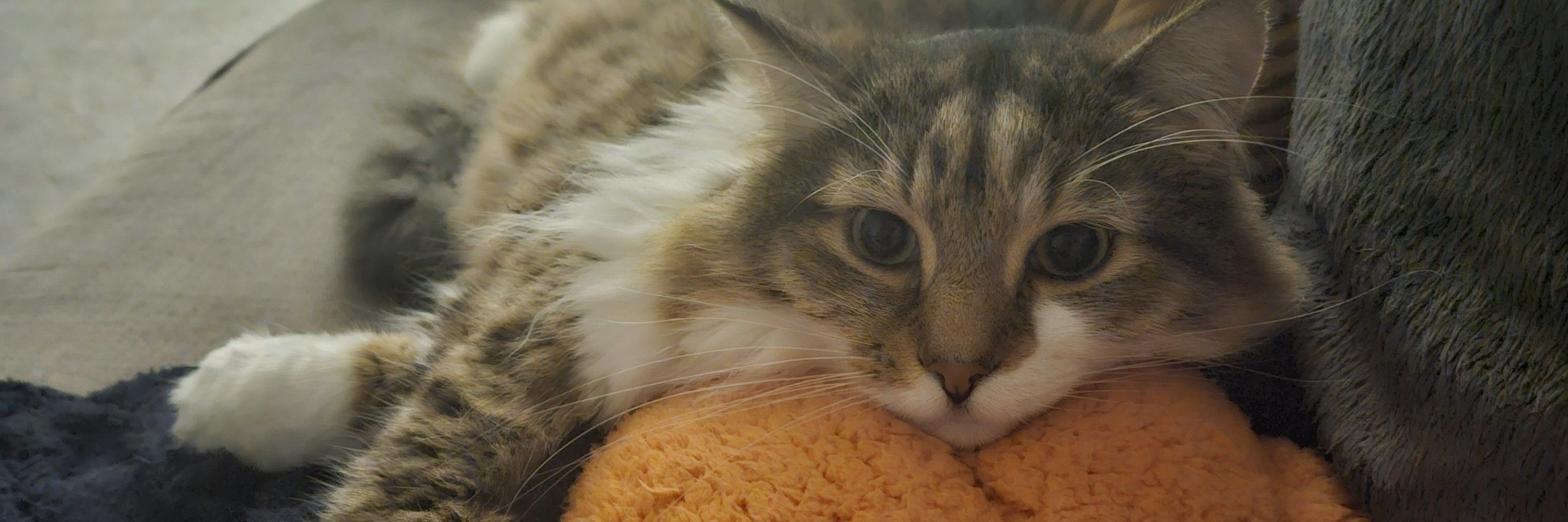 Charlie (aka Rosia)