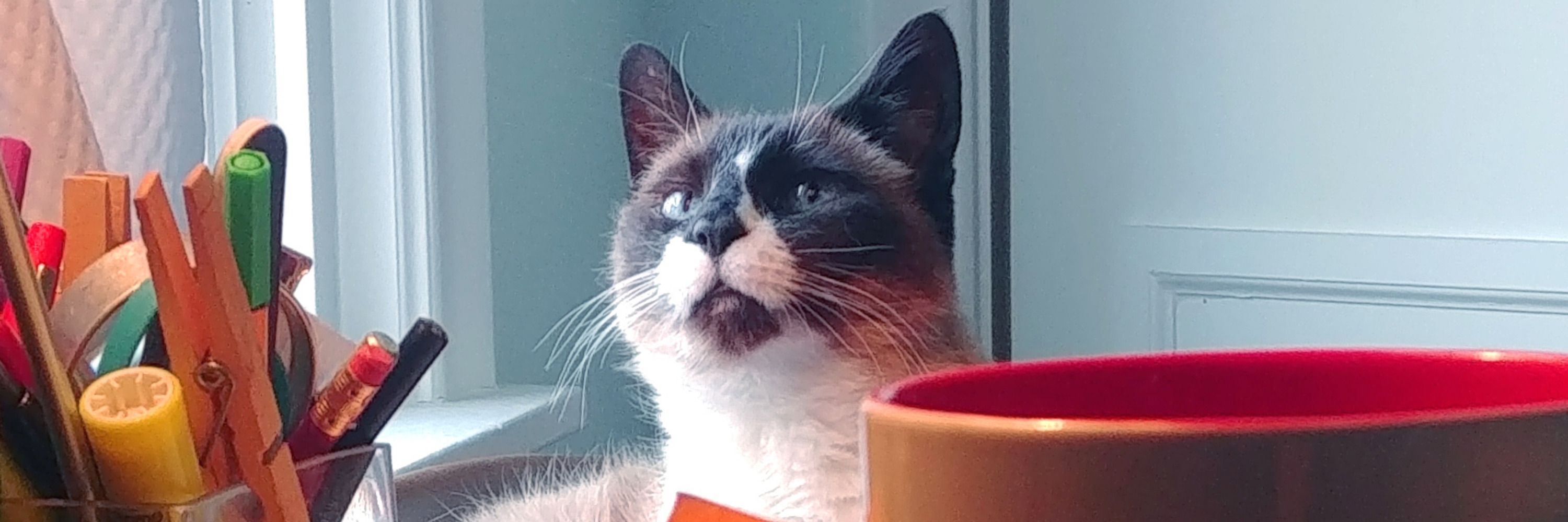The CatWirks