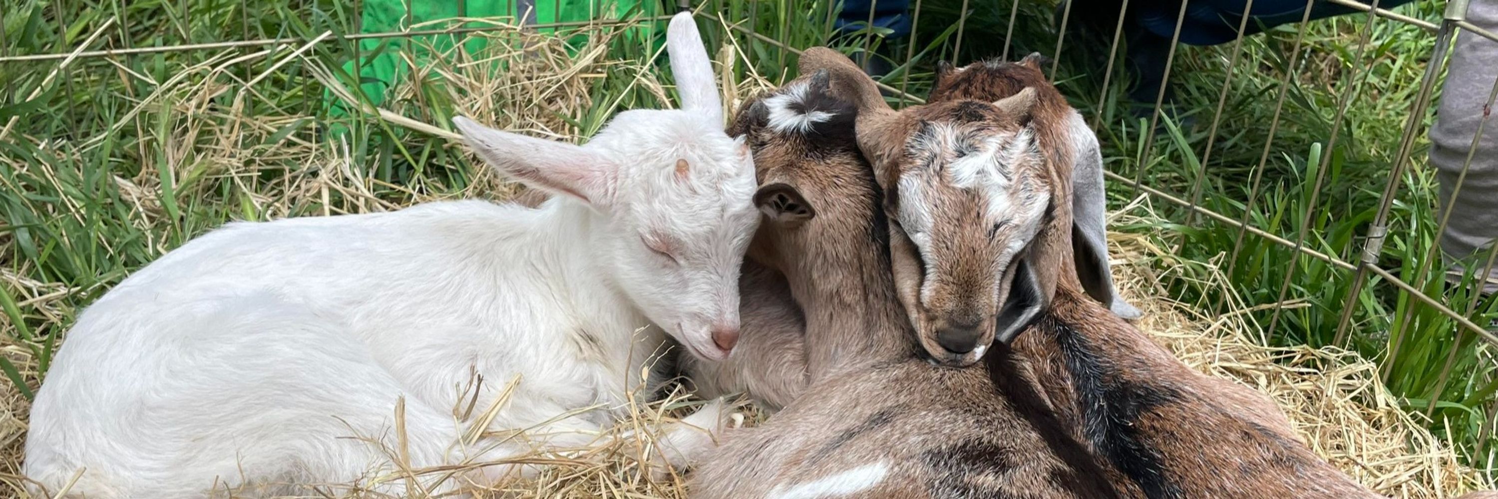 Goatlandia Farm Animal Sanctuary