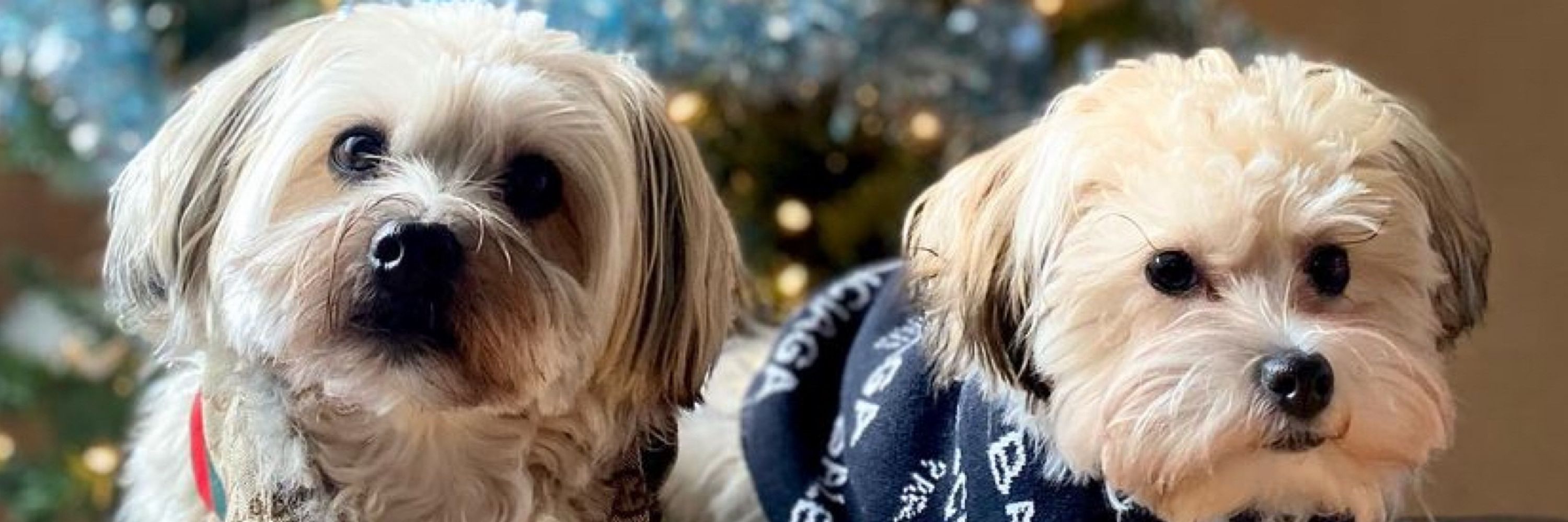 Reese and Gizmo