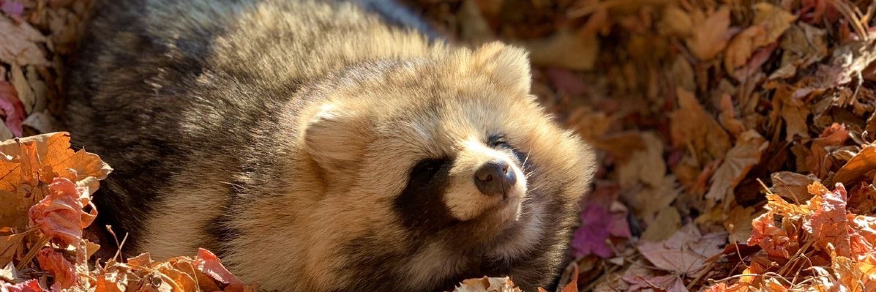 イヌキ🦝