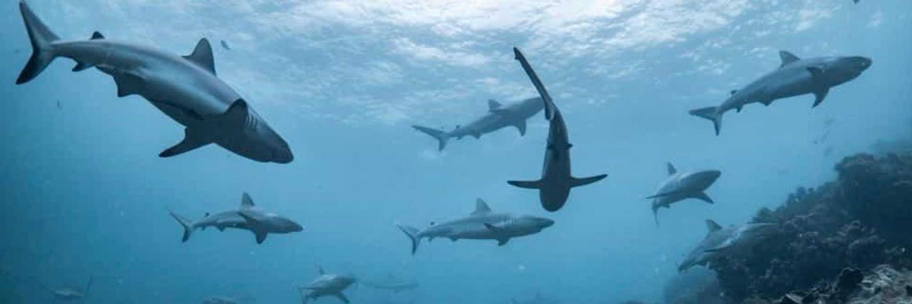 Alisa aka Divefinatic 🤿🦈