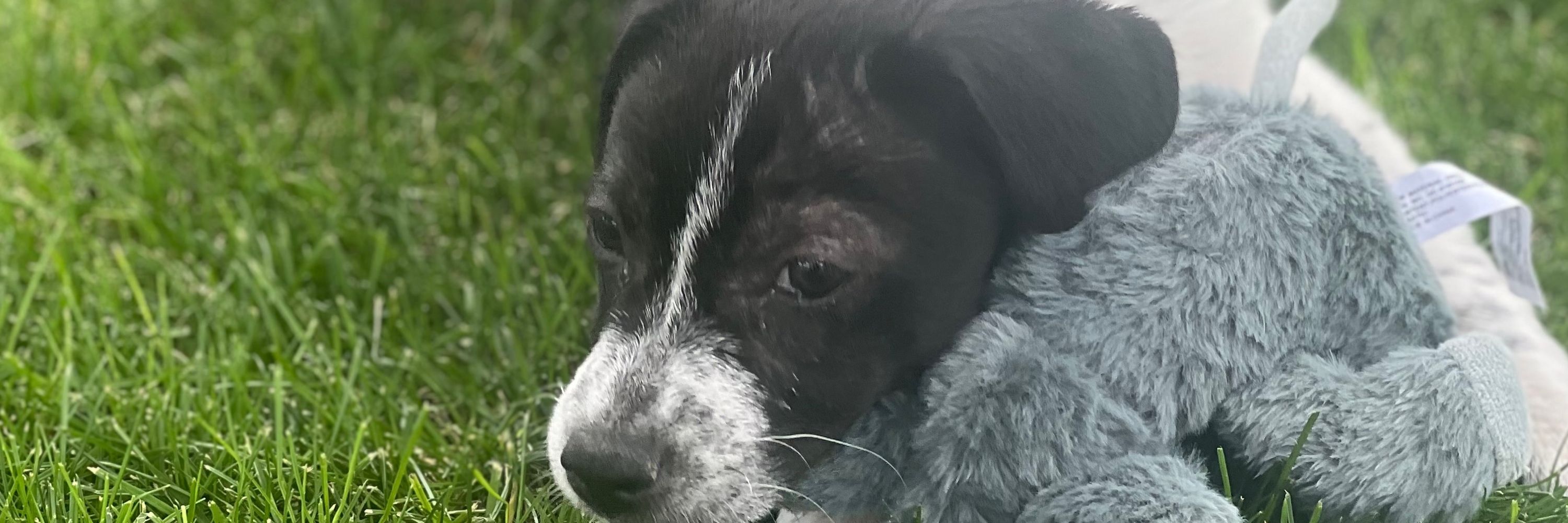 The Mighty Quinn