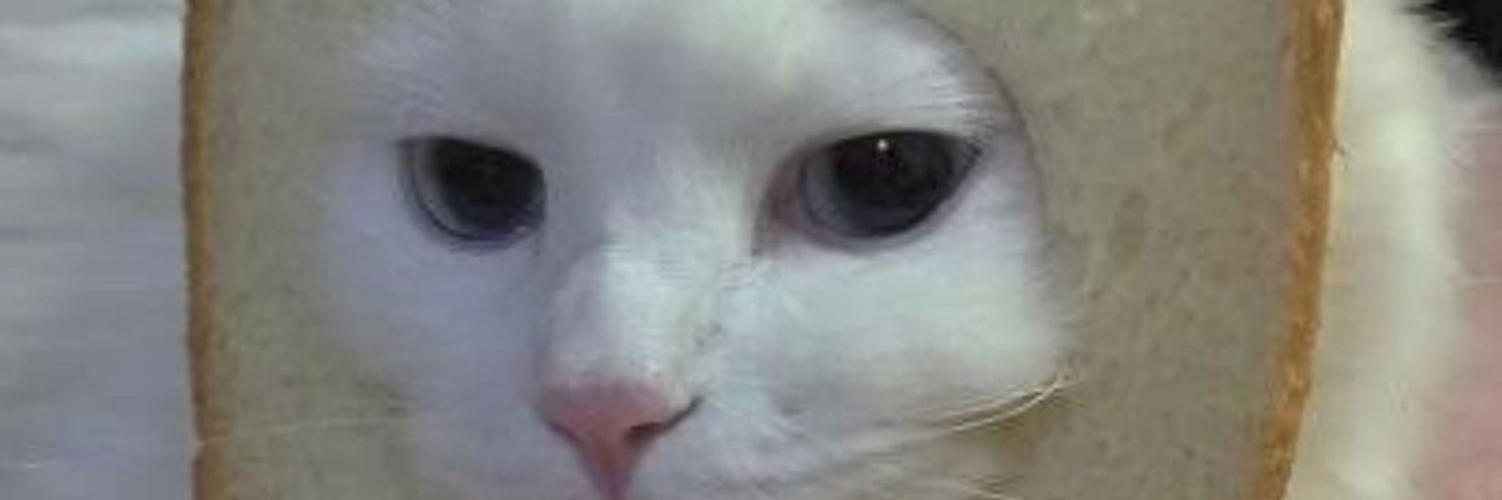 Heck