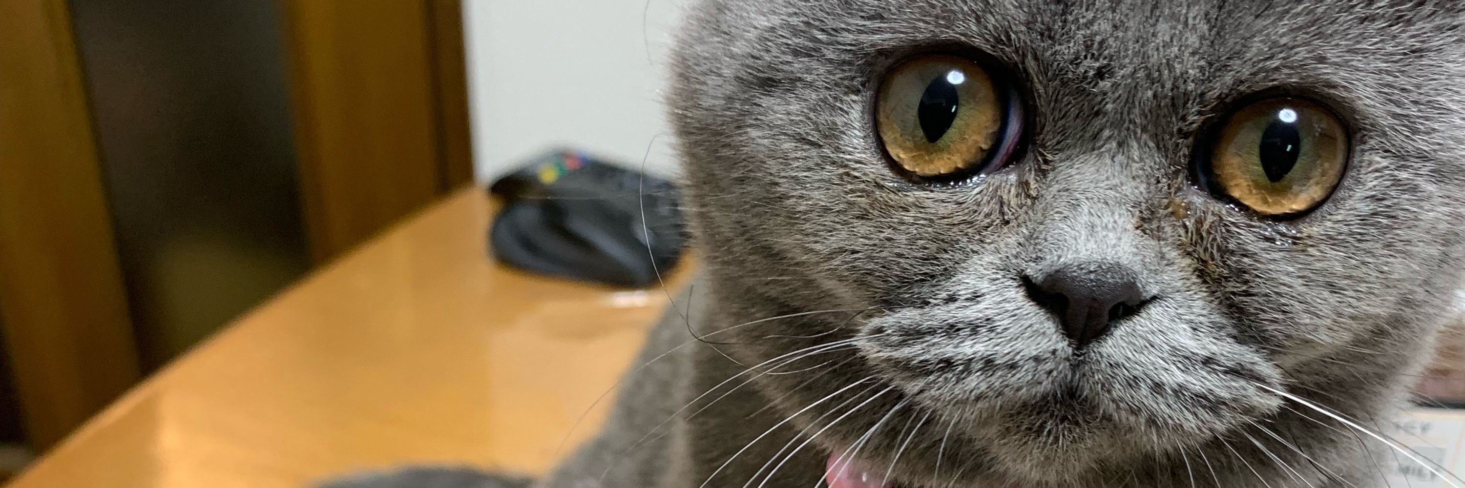 来夢みんと