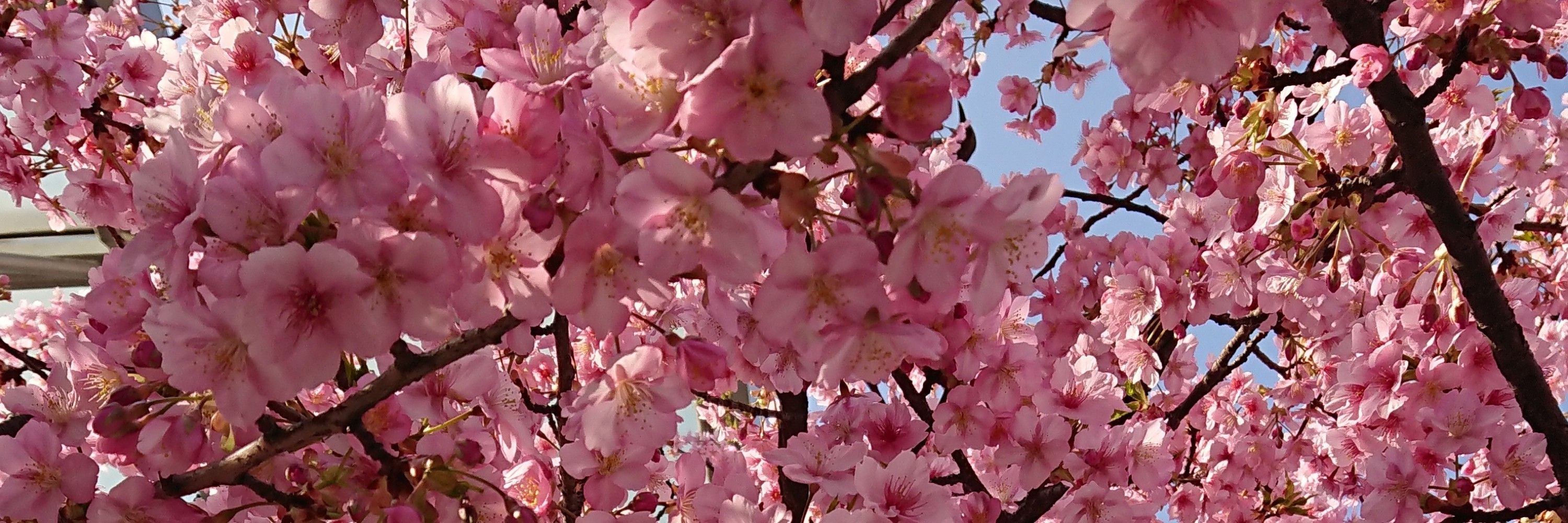 紗雪はあの桜雪です