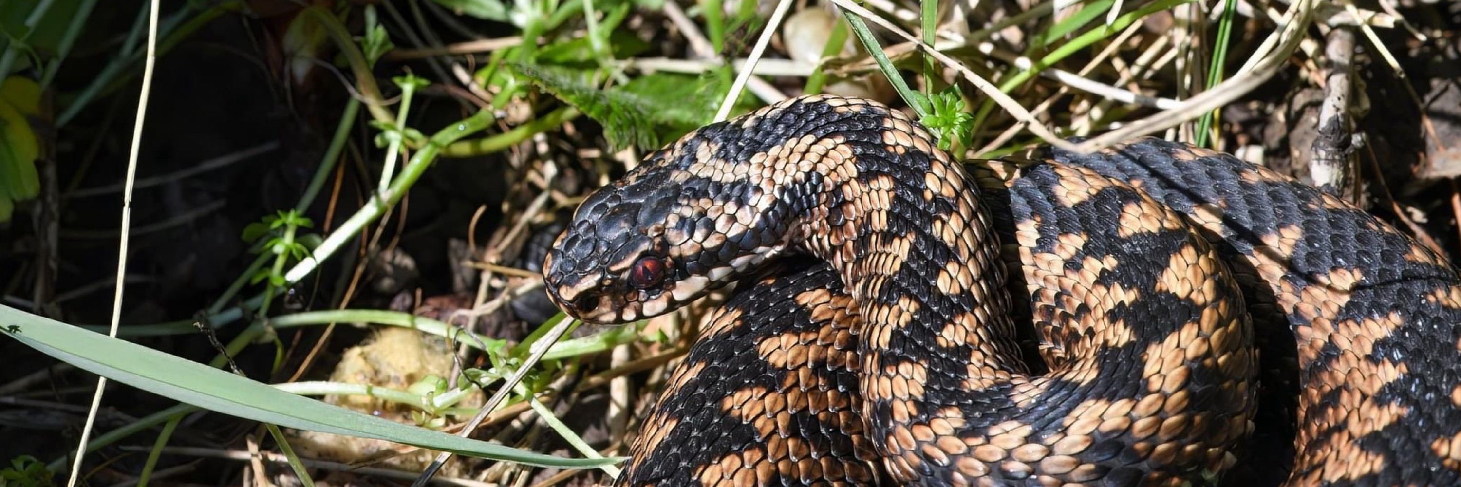 Llantrisant Common