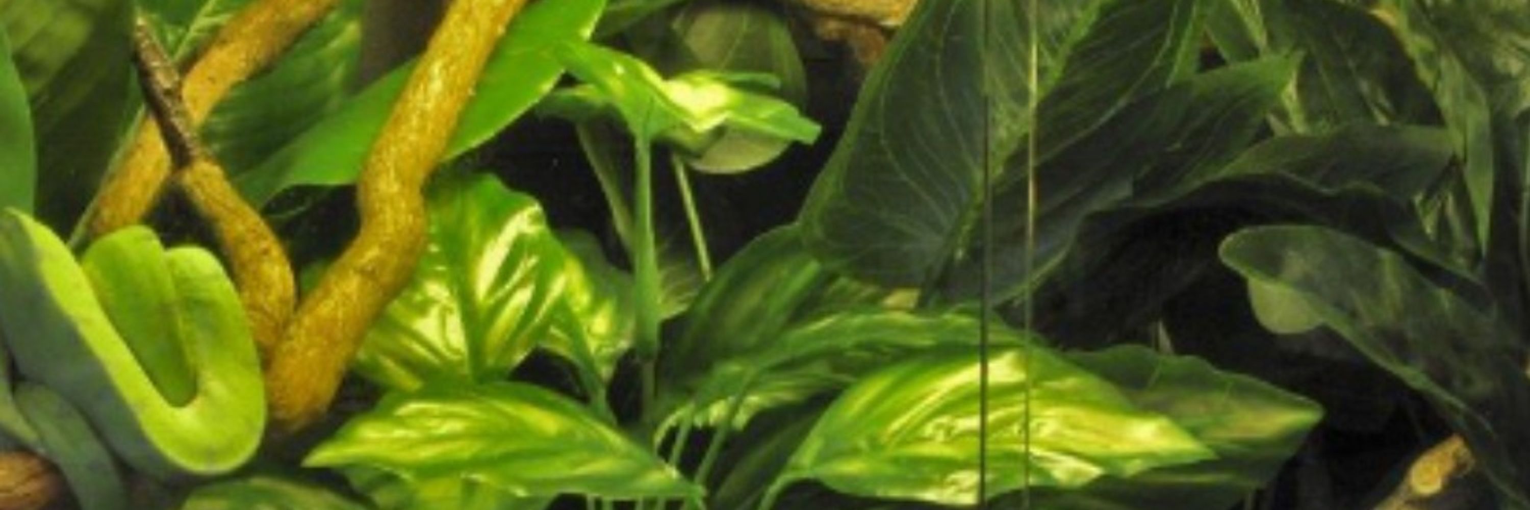 atari ☆🌱