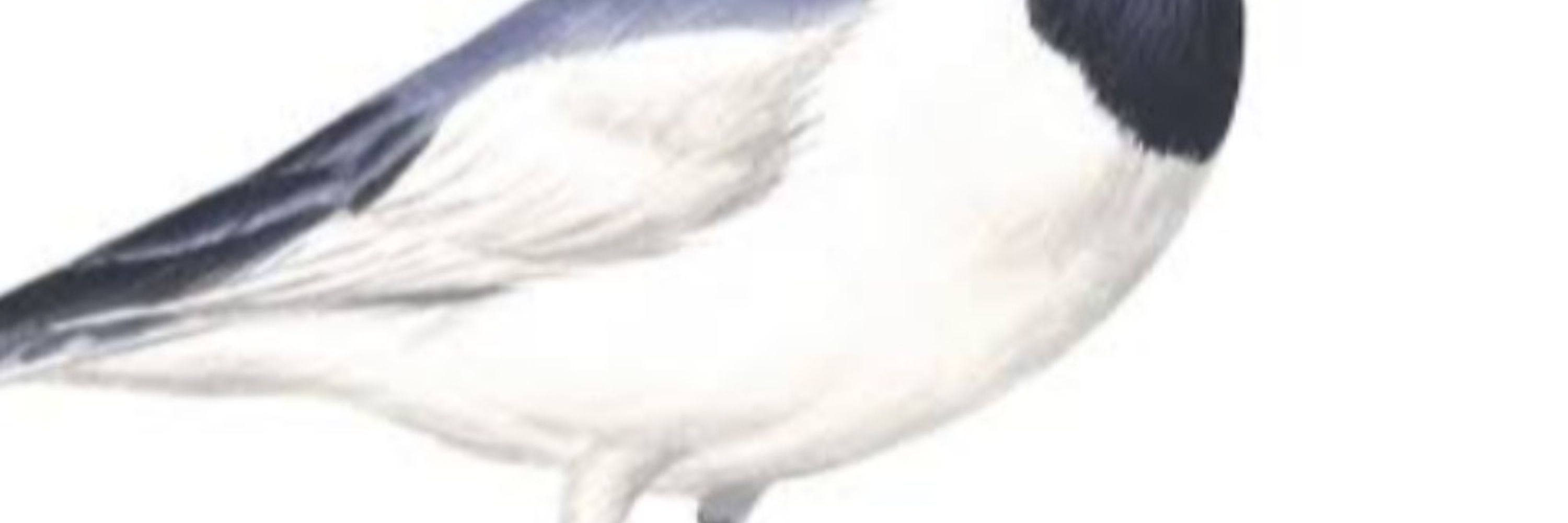 鳥