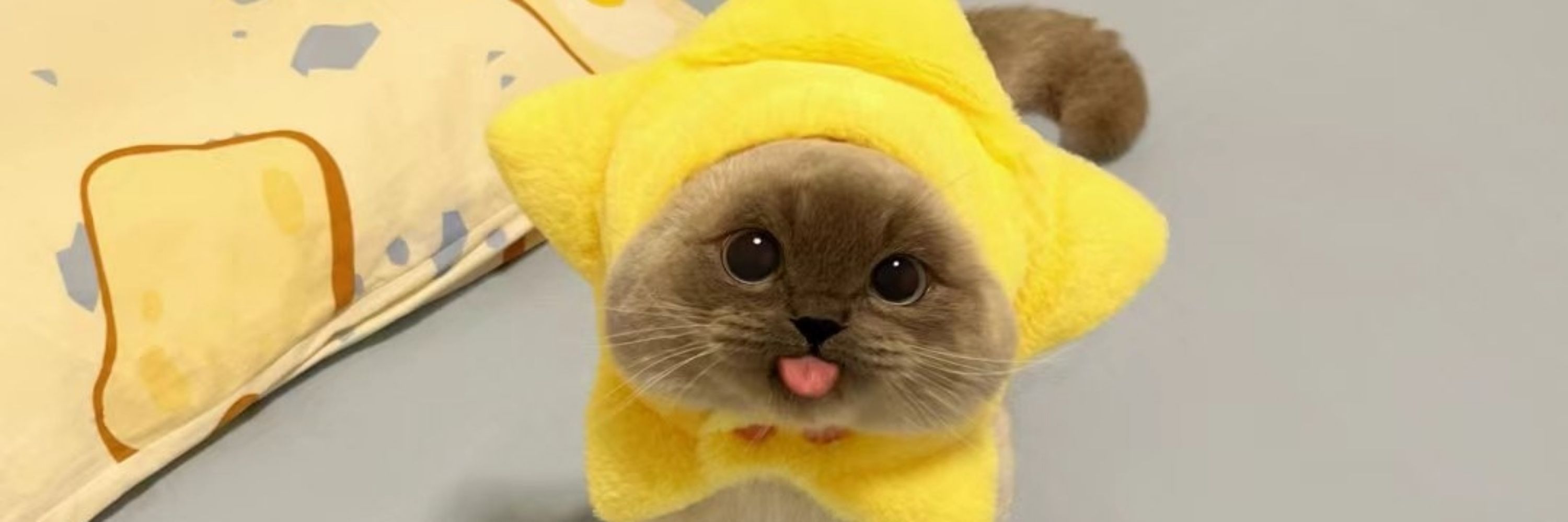 Lil_trash_panda