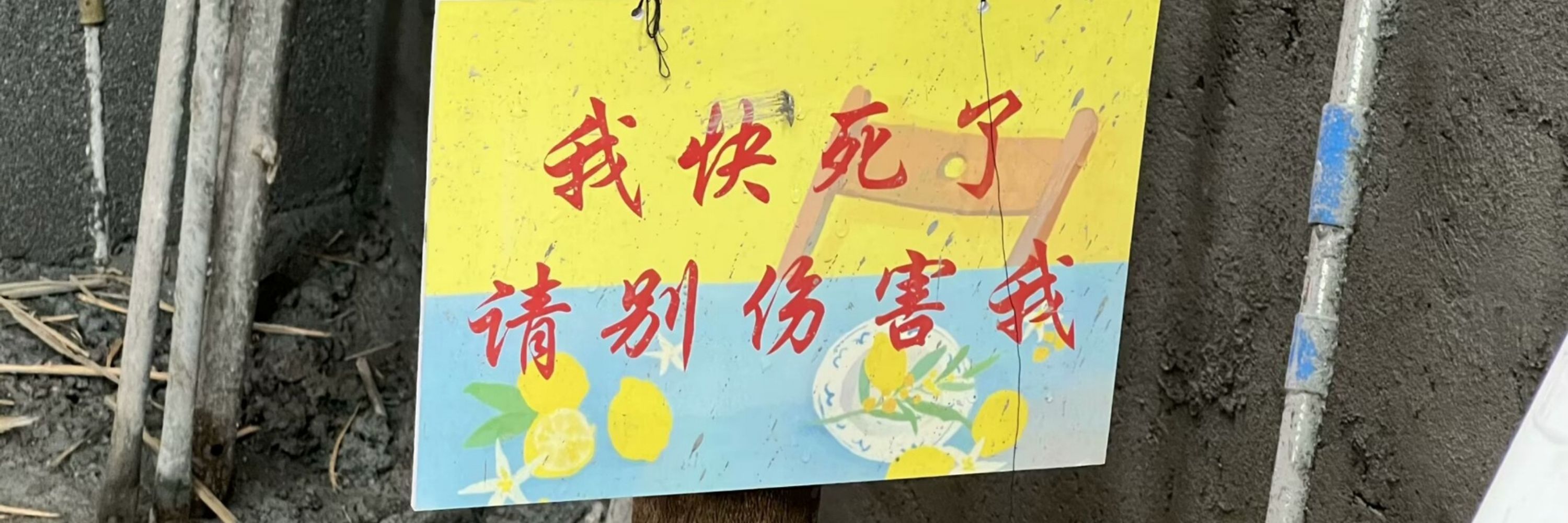 羽灰质