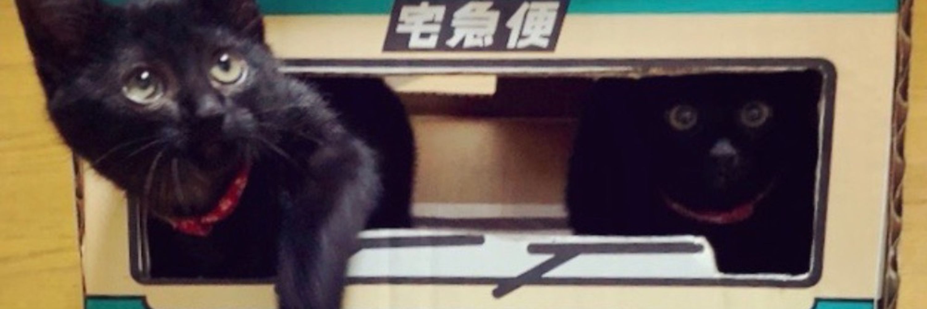 大豆