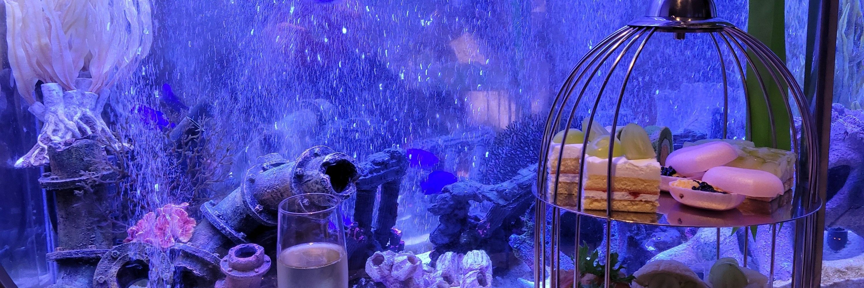 ゼフィ🐾
