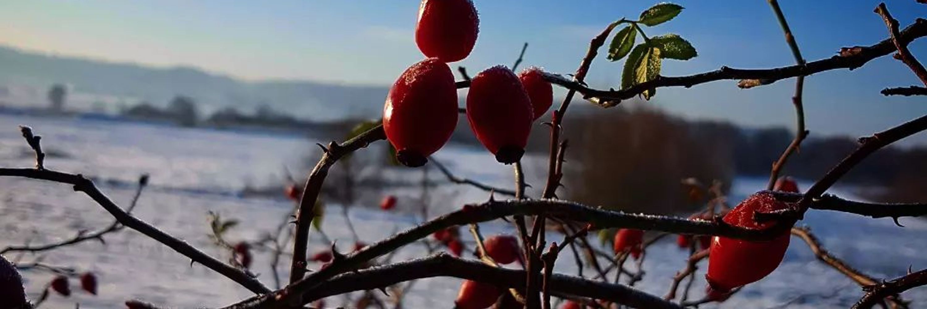 Inga Winter