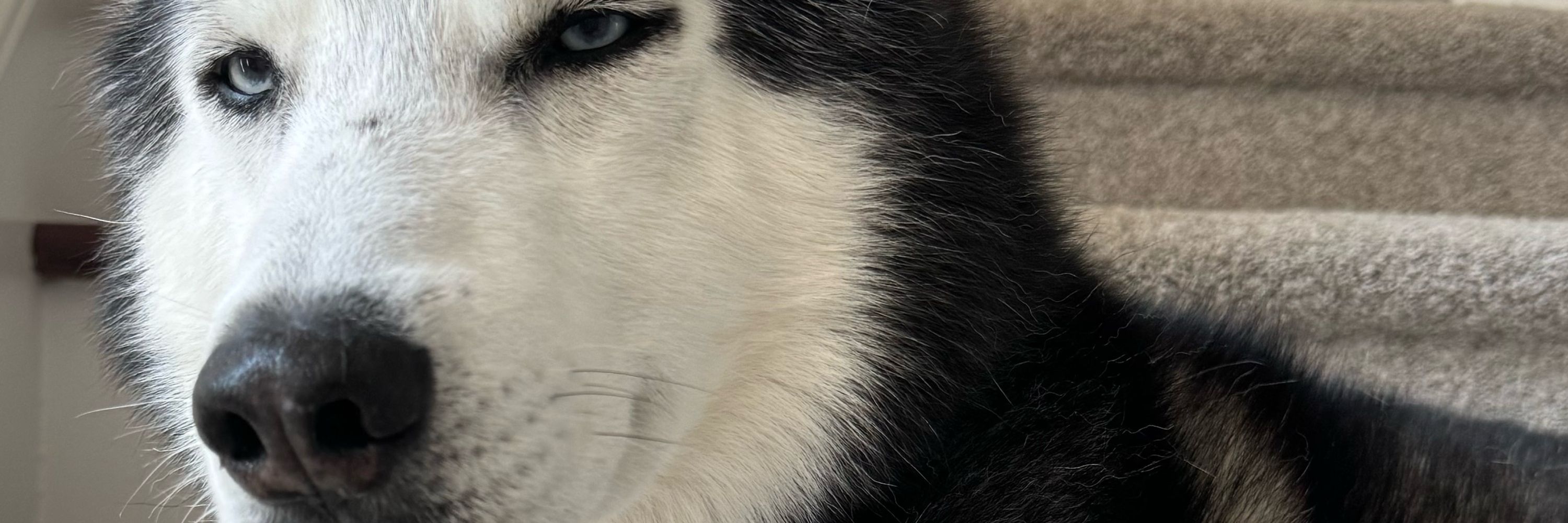 Hickory Husky
