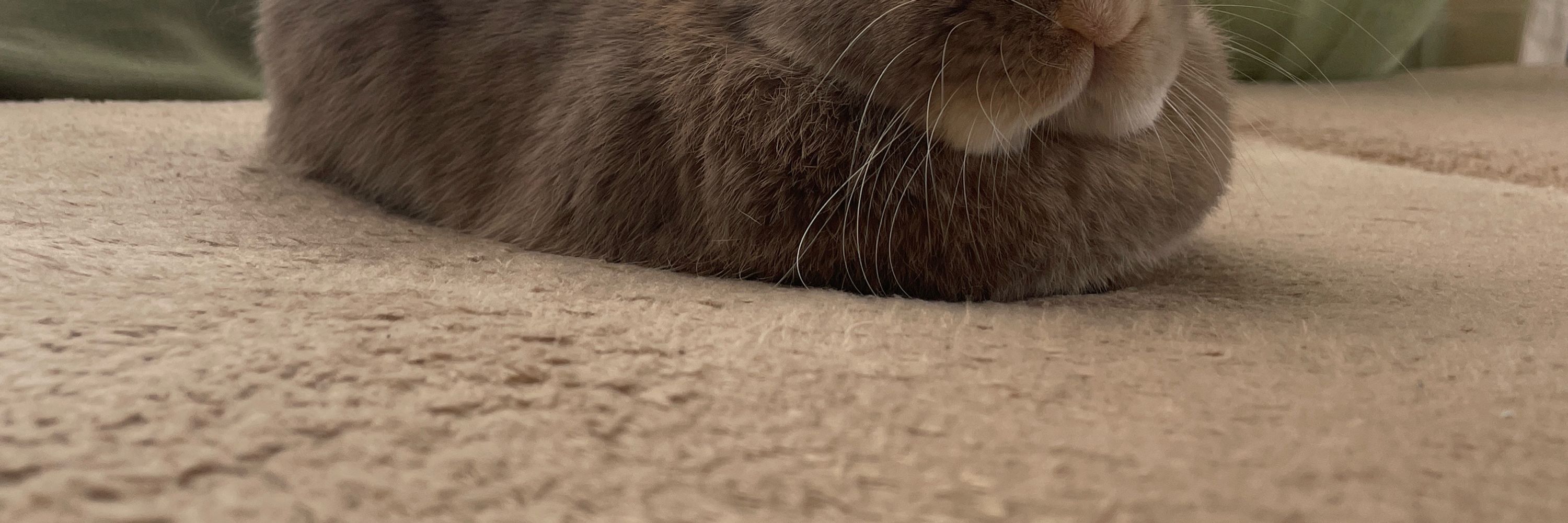 Lグリ🐰