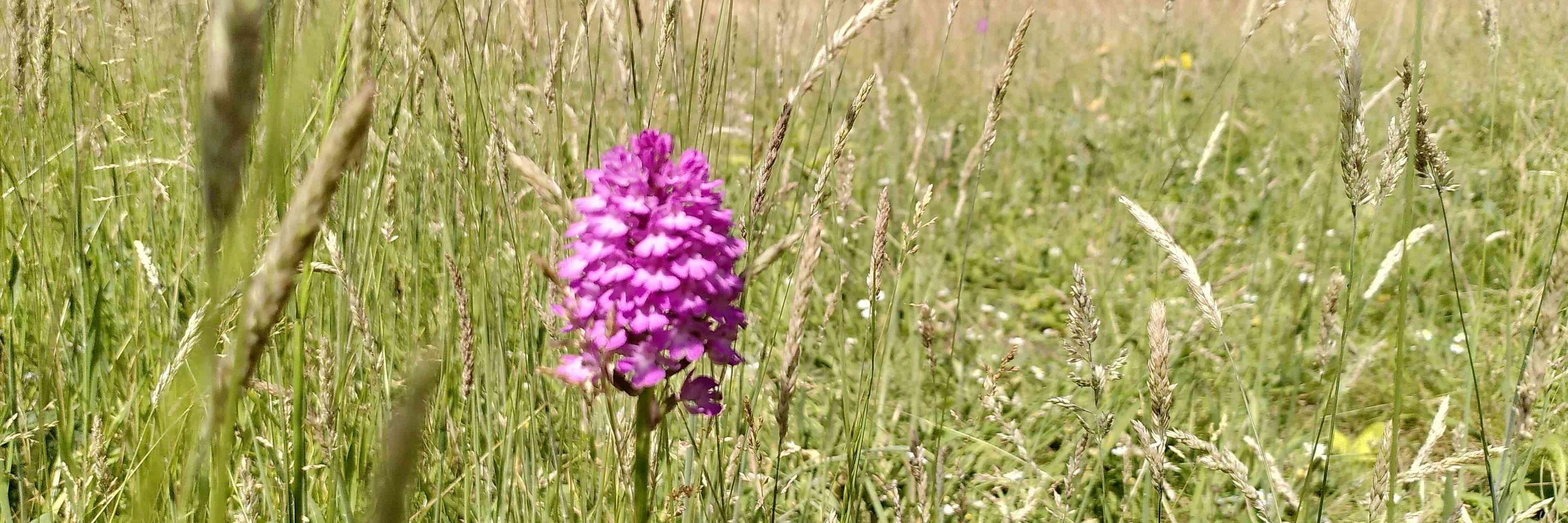 Oxford Uni Nature Conservation Society
