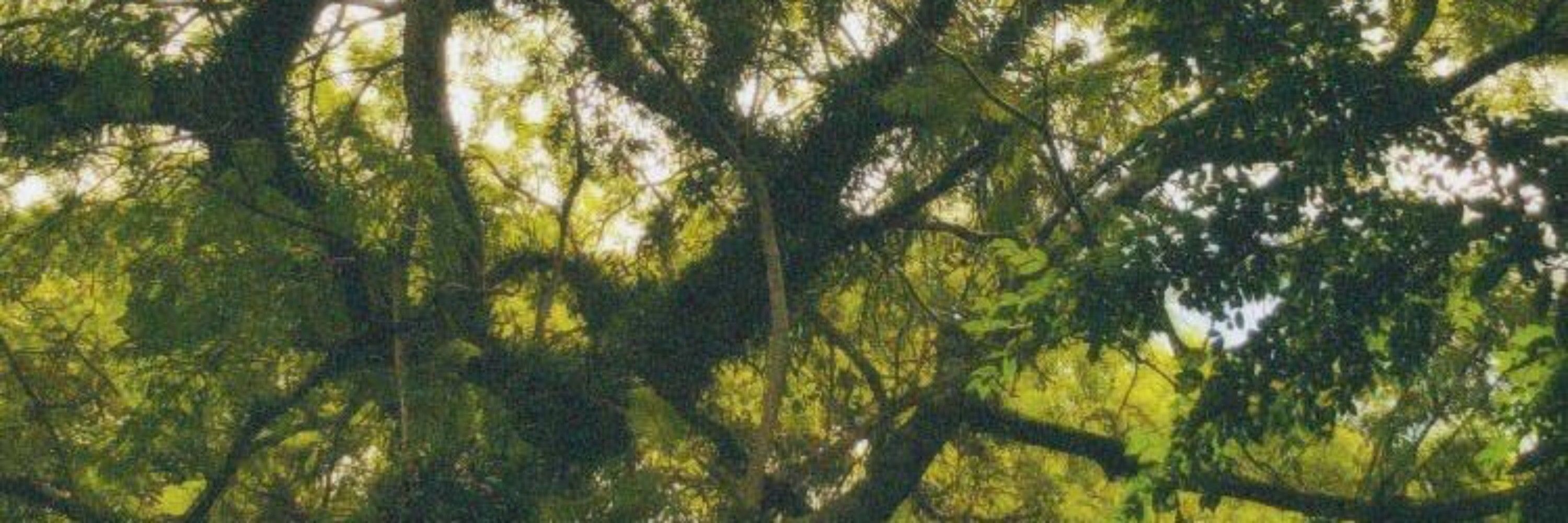 Niih 