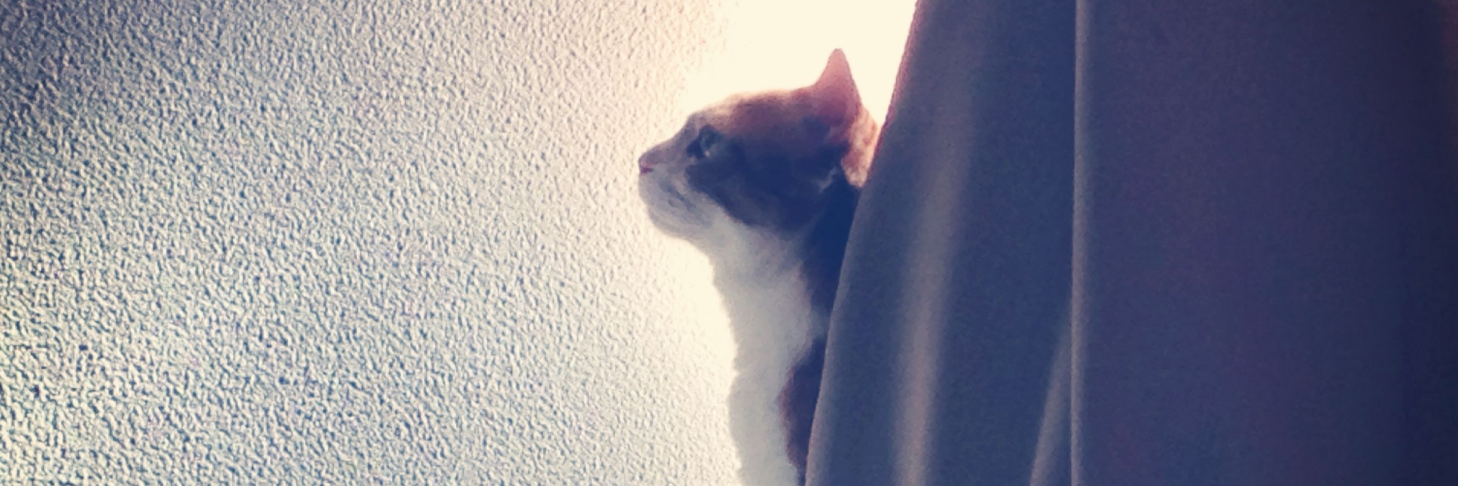 ジョゼ☆本とか絵とか🐱