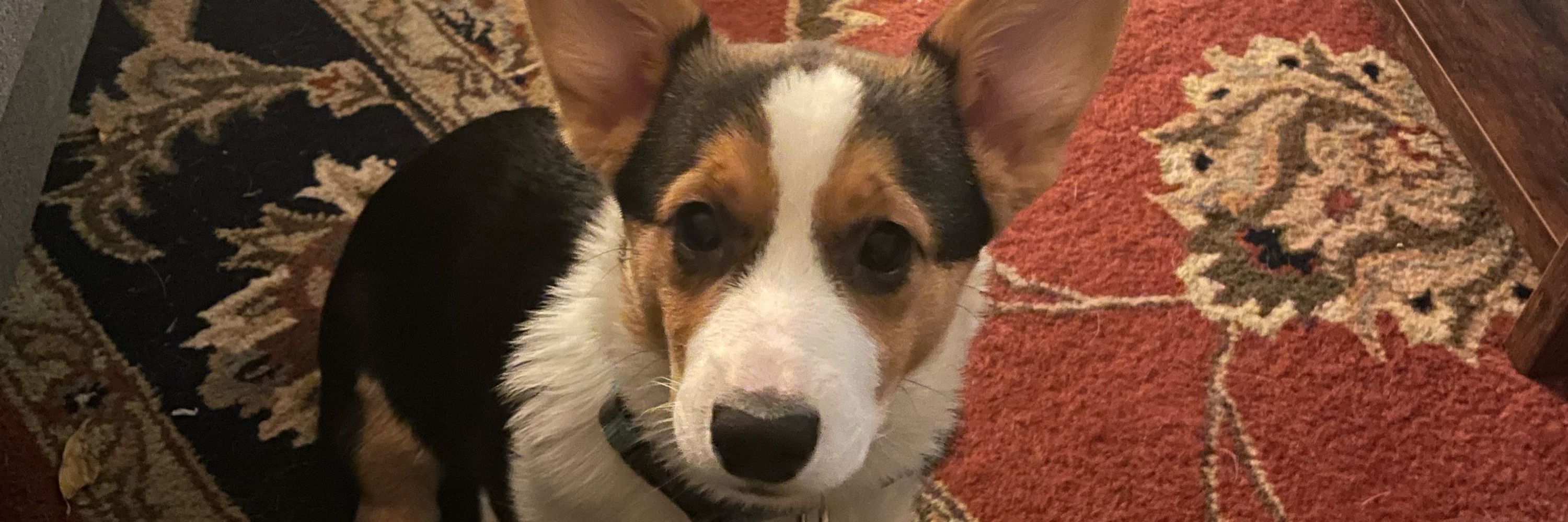 Sagebear