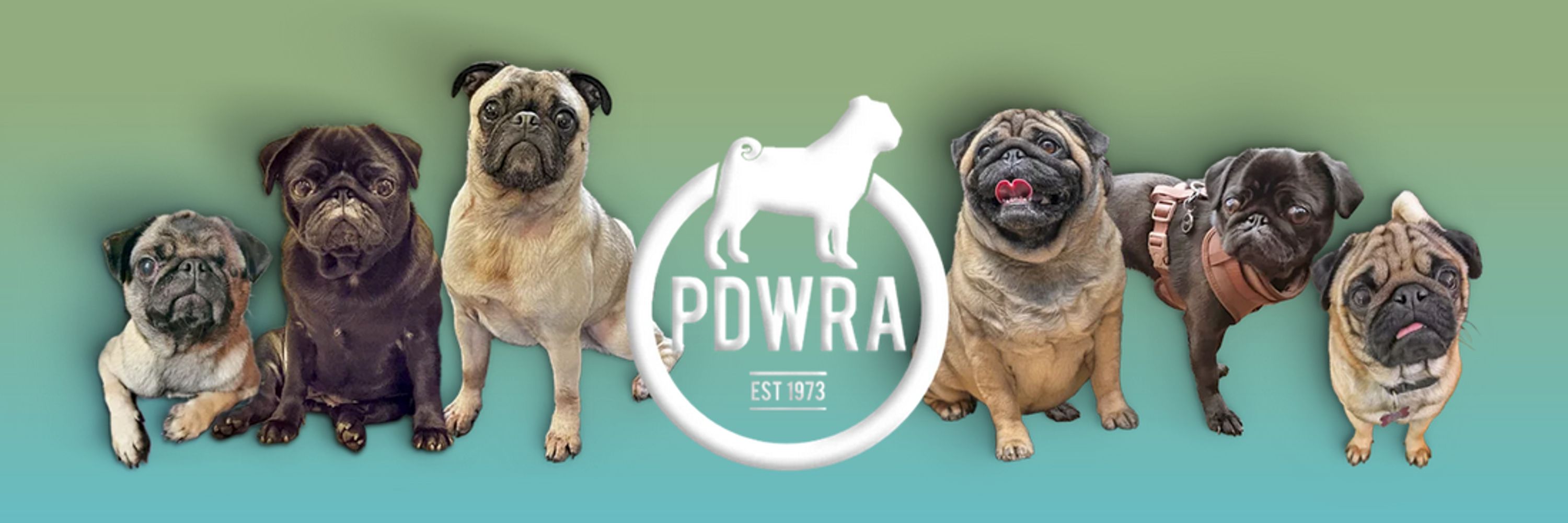 Pug Dog Welfare and Rescue Association