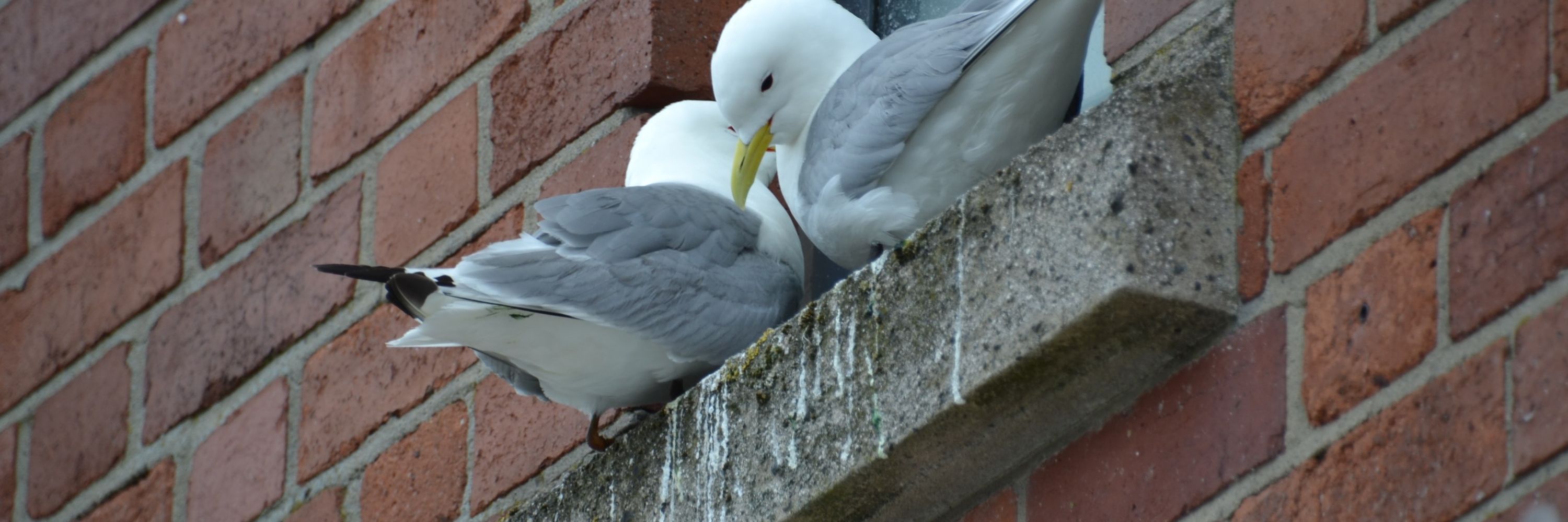 Tyne Kittiwake Partnership