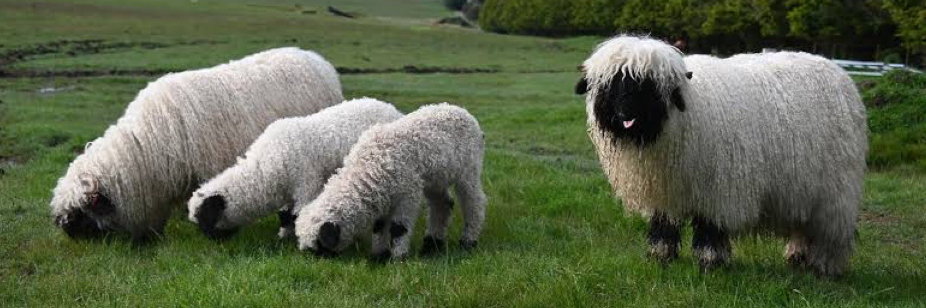 Blacknose