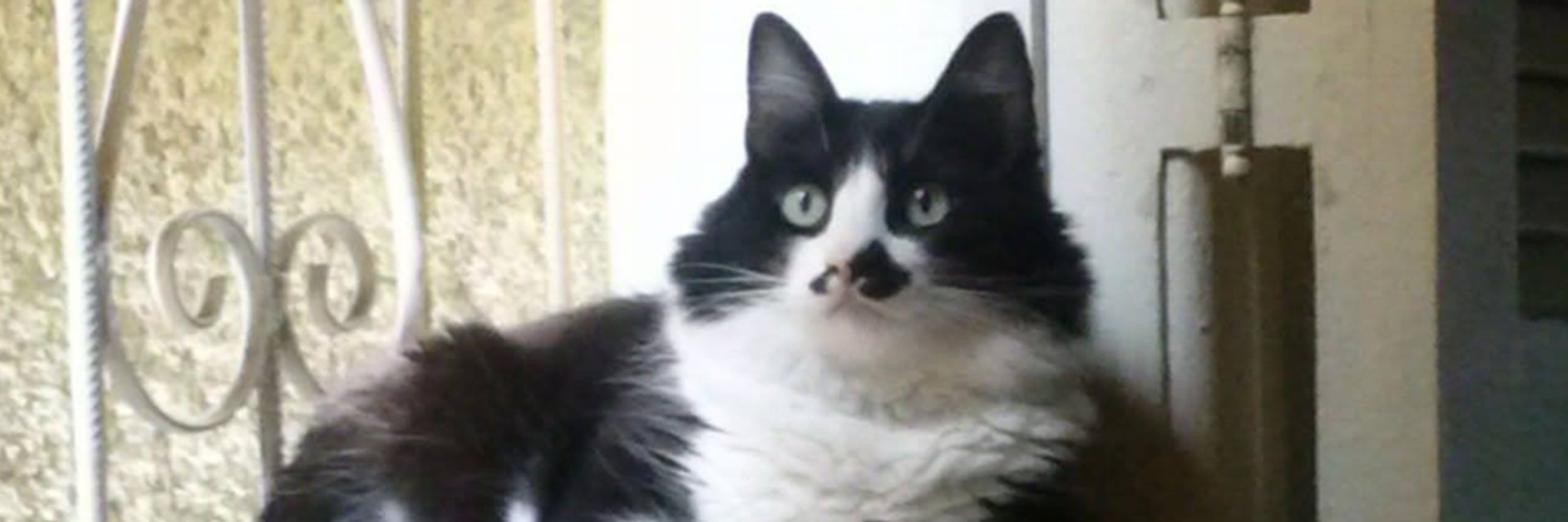 Gato Carnudinho
