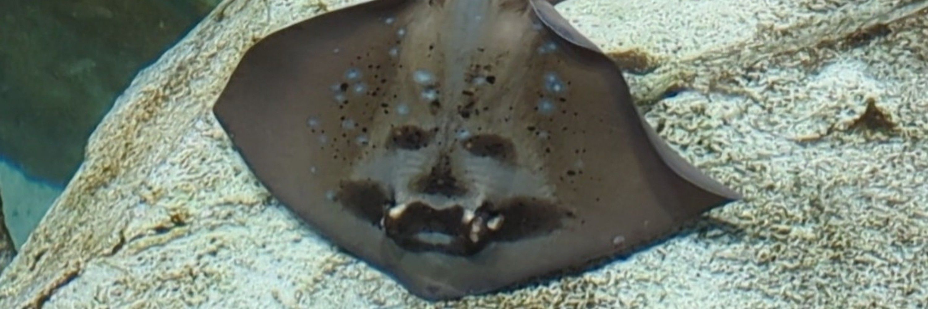 𝙳ｅ𝚜ｍ𝚘ｄ𝚞ｓ