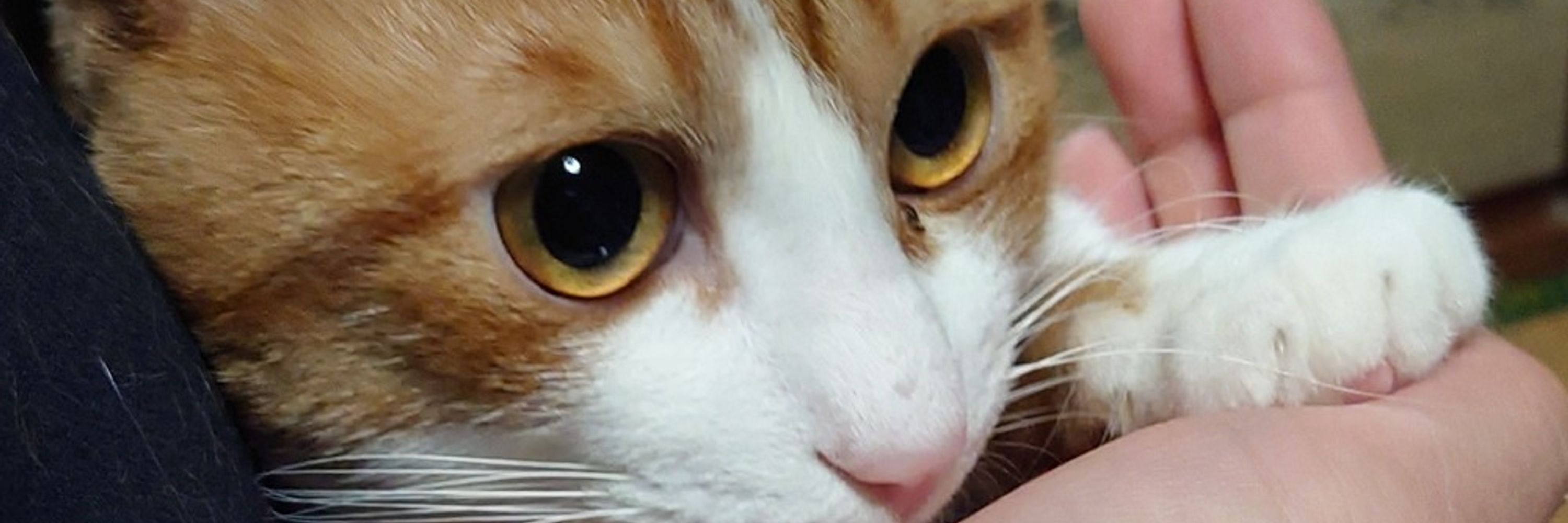 栢