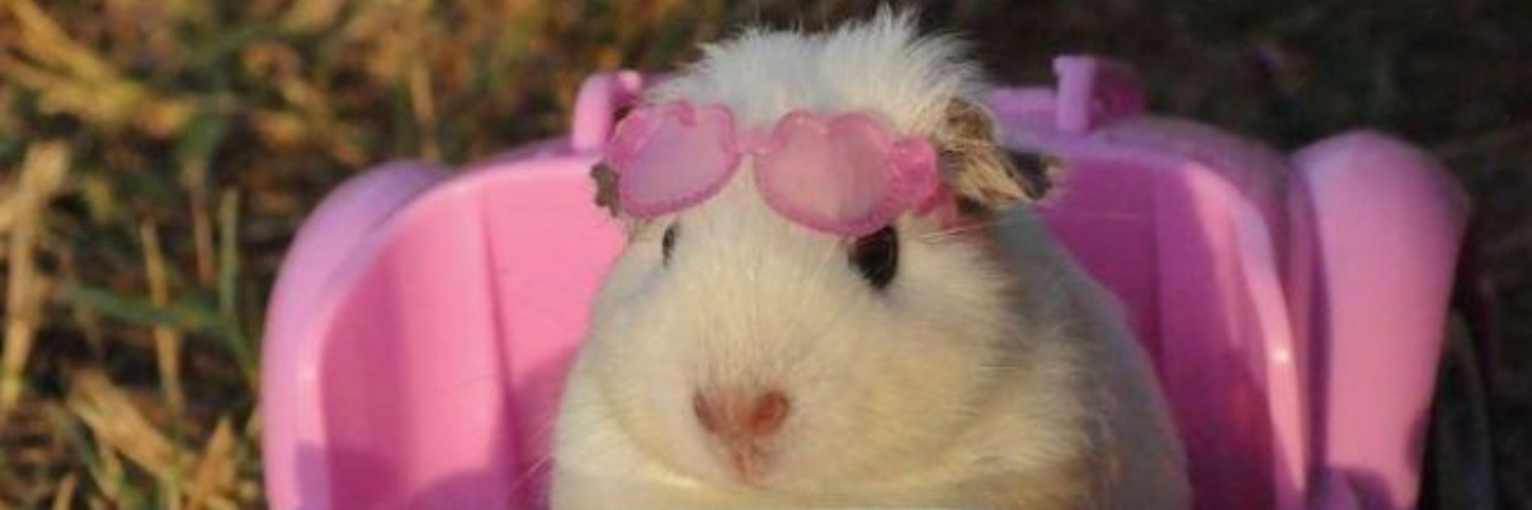 roxy demento