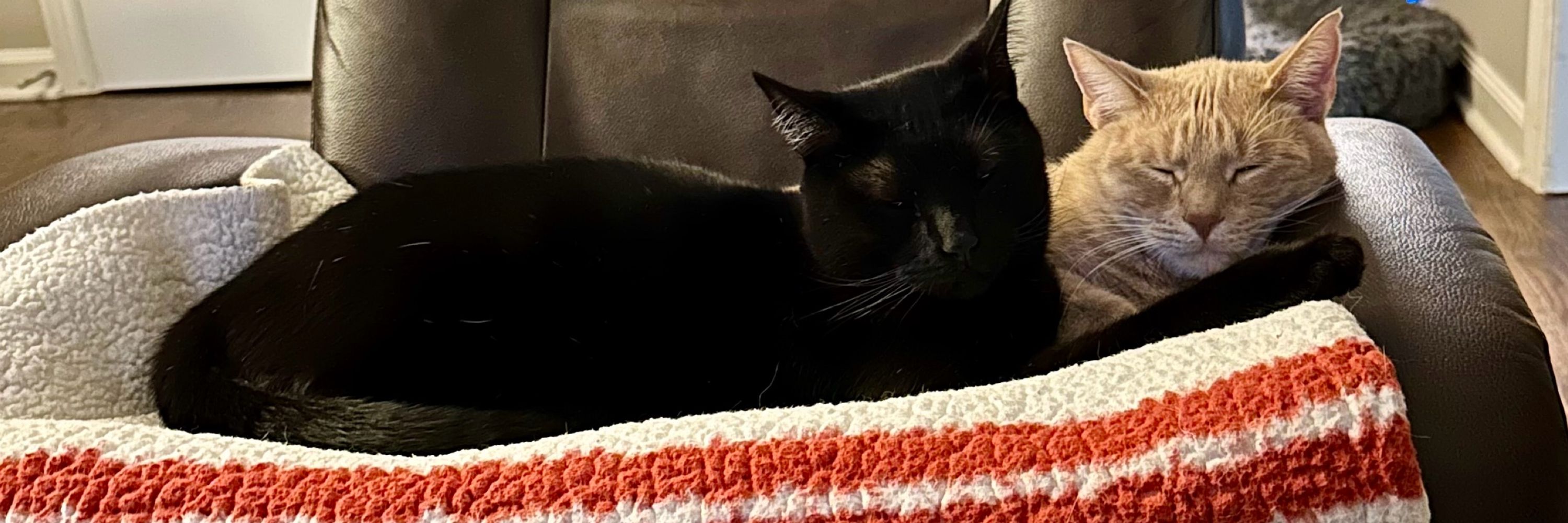 Bingo, Rex and Binx!