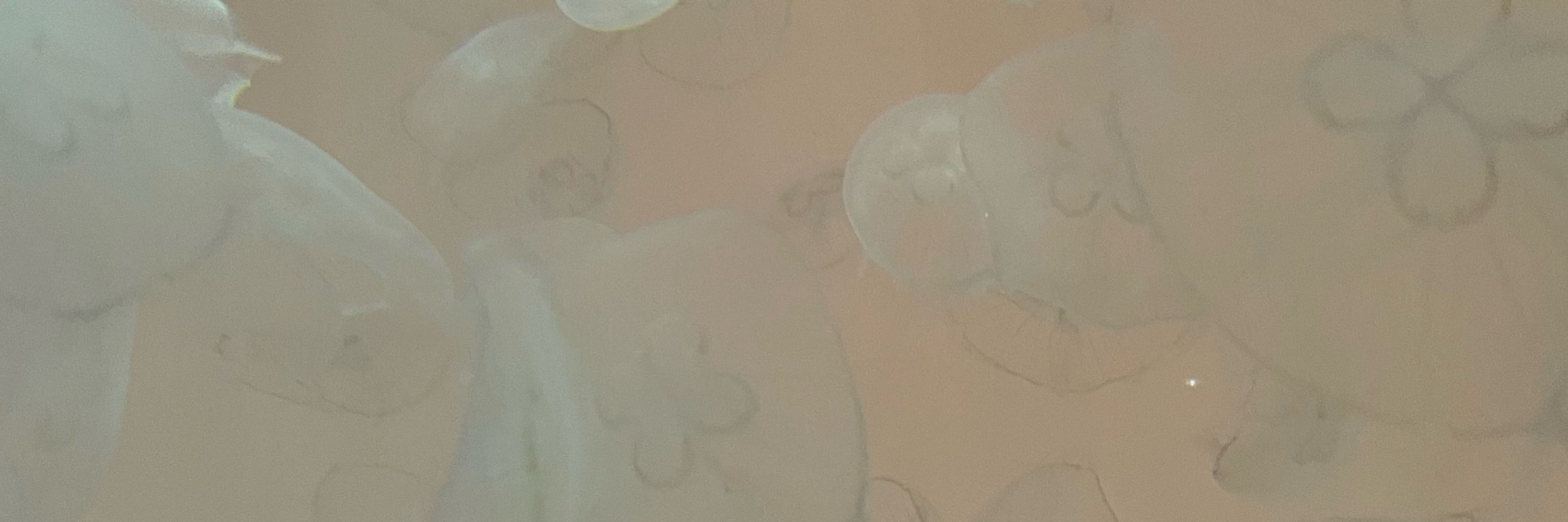 まゆたろう