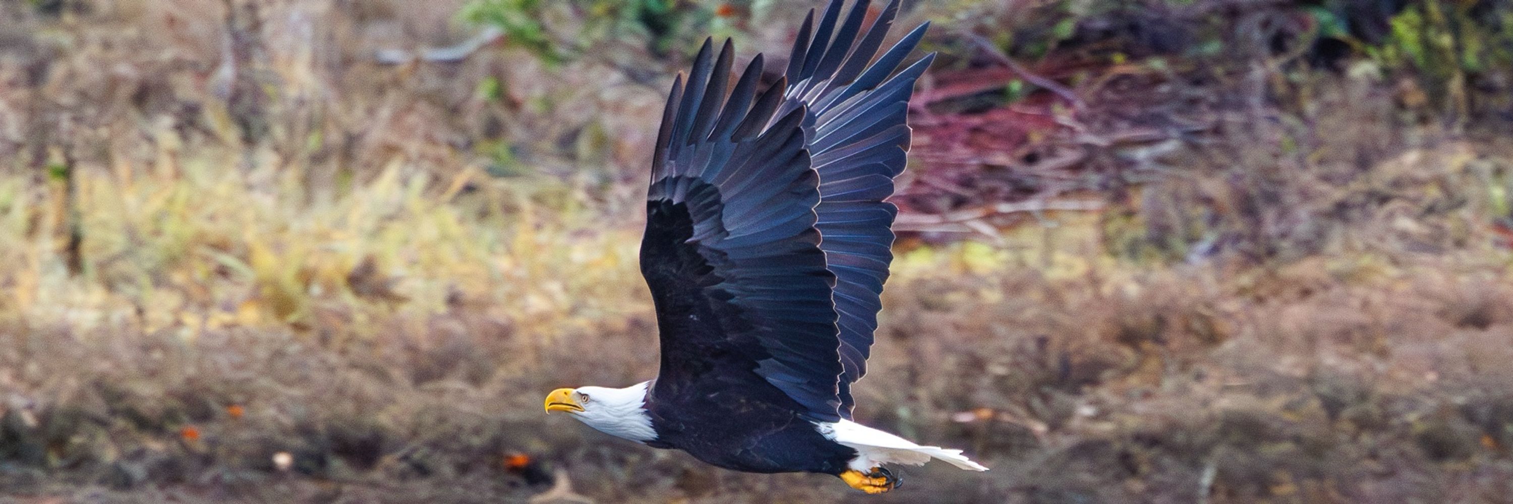 Bird lover - Photographer