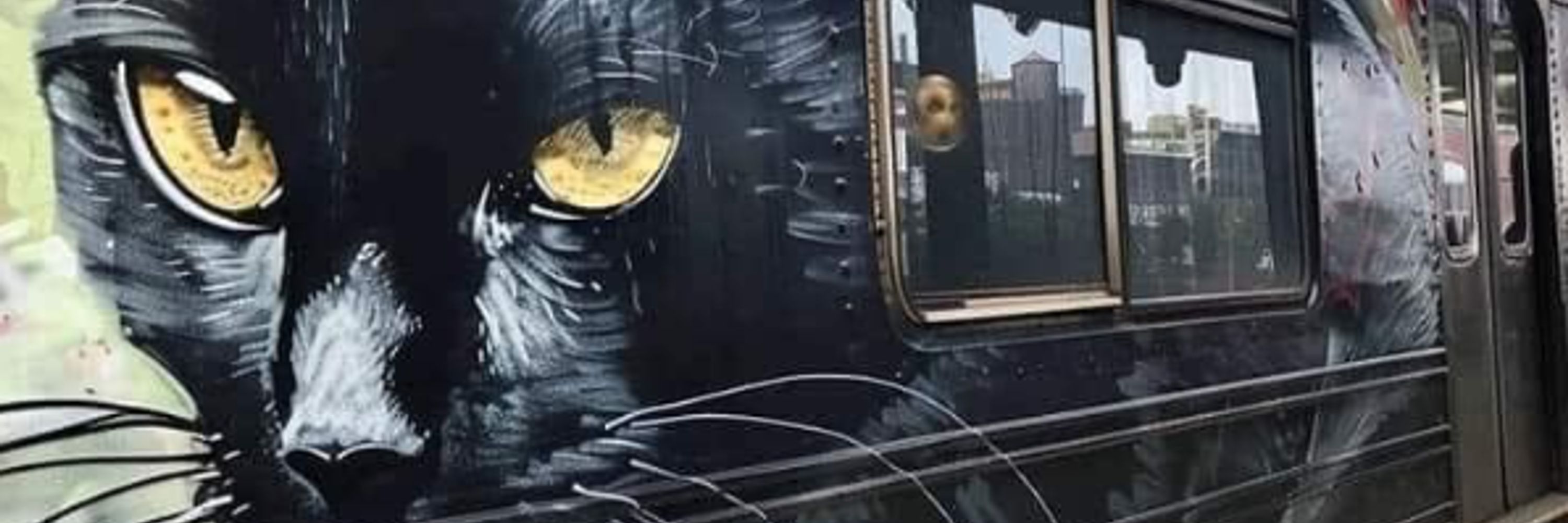 Just a Cat
