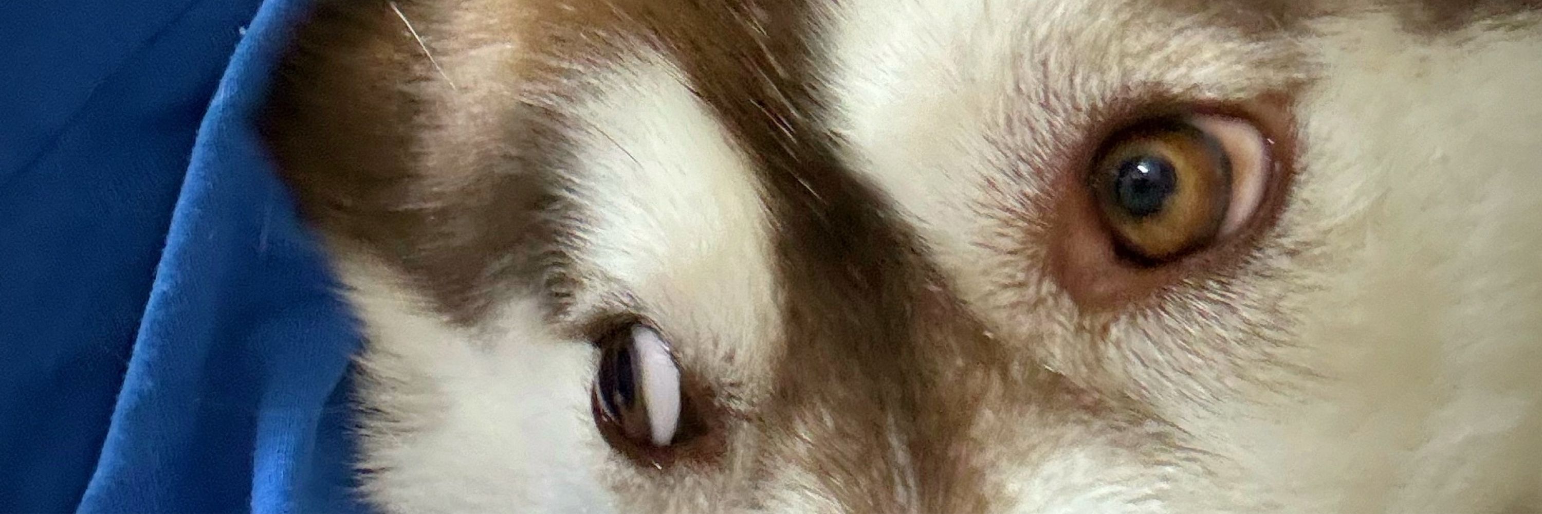 こばぶ〜🐾KOBABOO