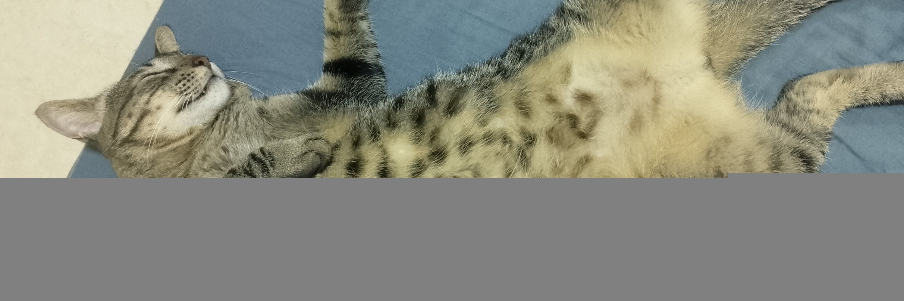 Gab 