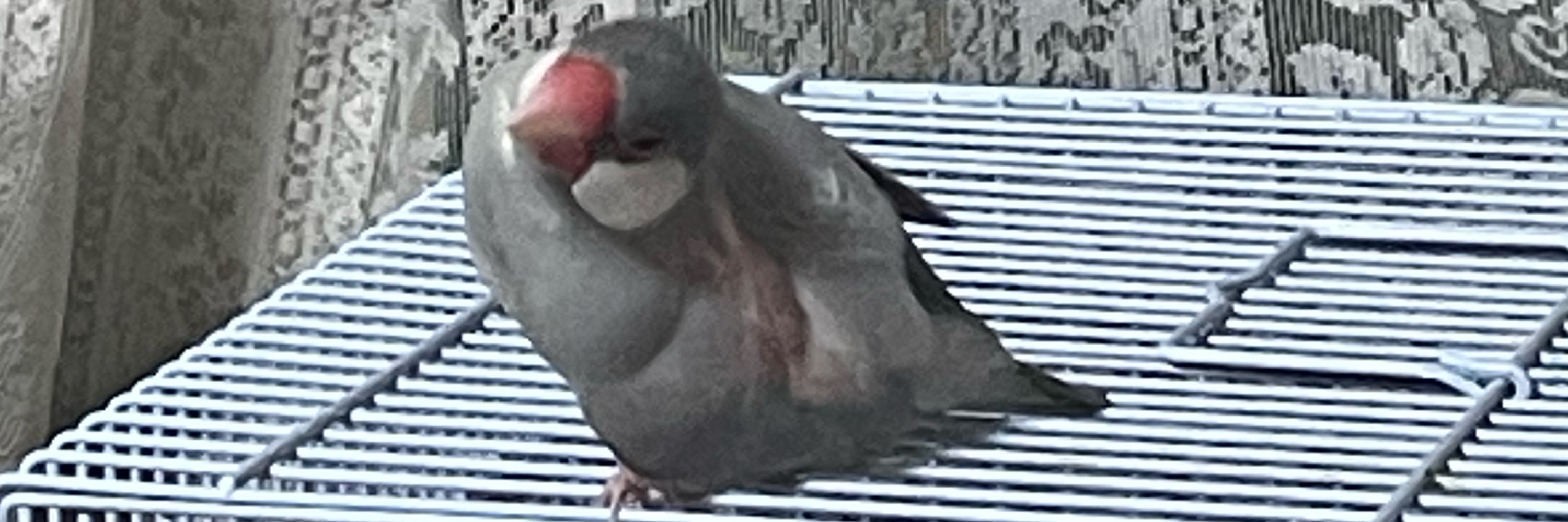 さかなC