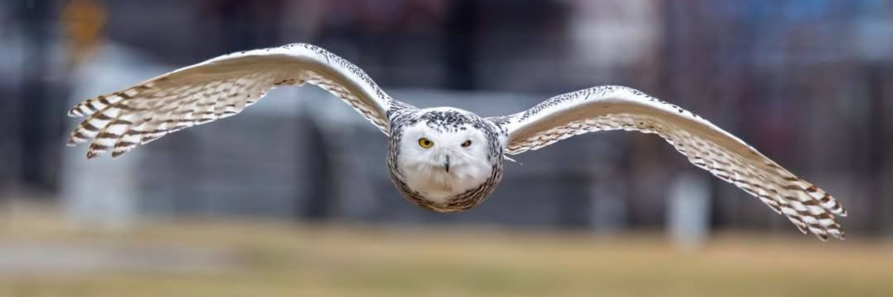 Wise Owl Woman 🦉