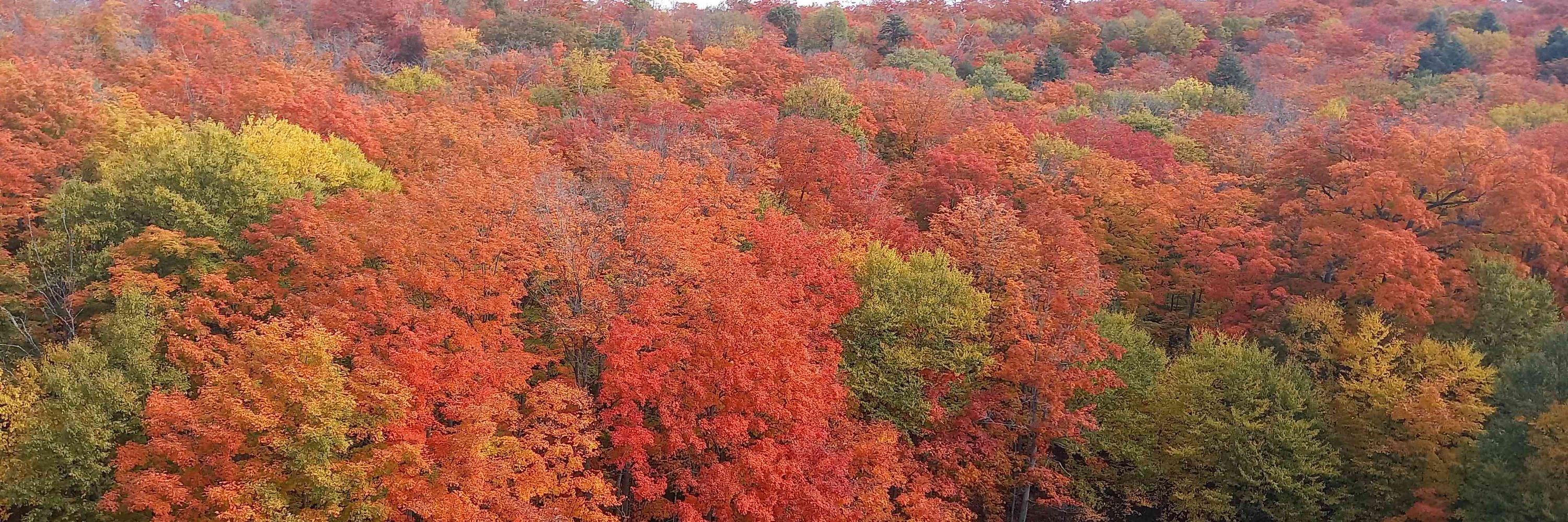 Reiht Aug 🍁❤️🏳️‍⚧️🏳️‍🌈⚧️