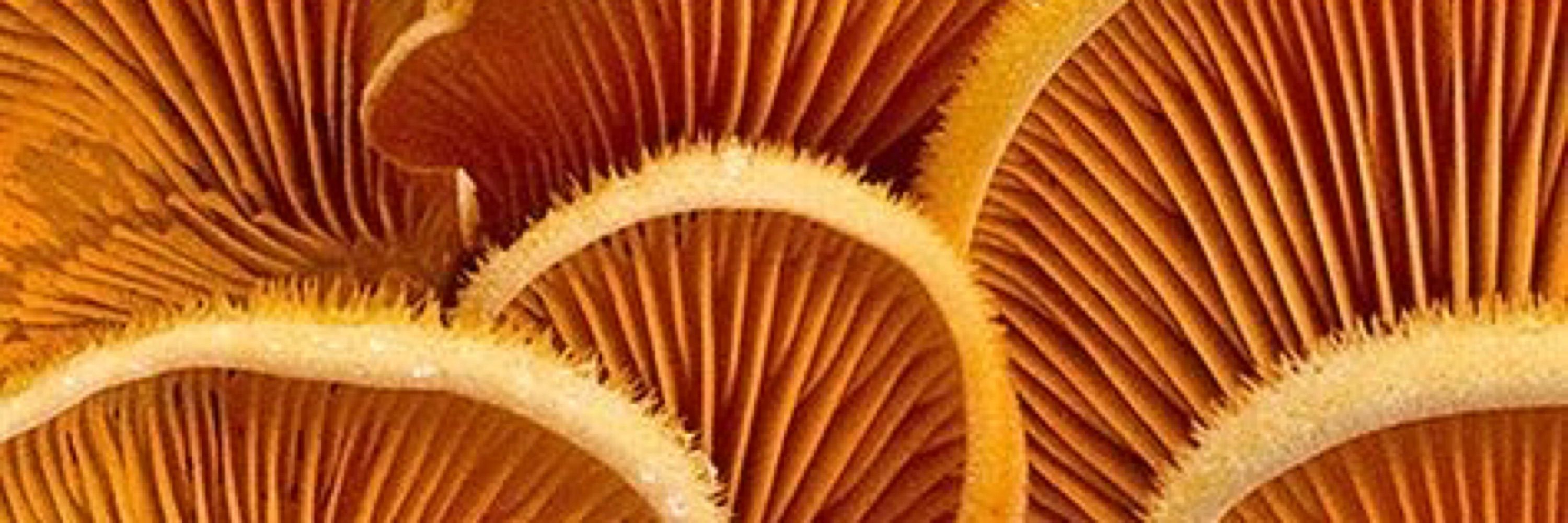 MushroomZ