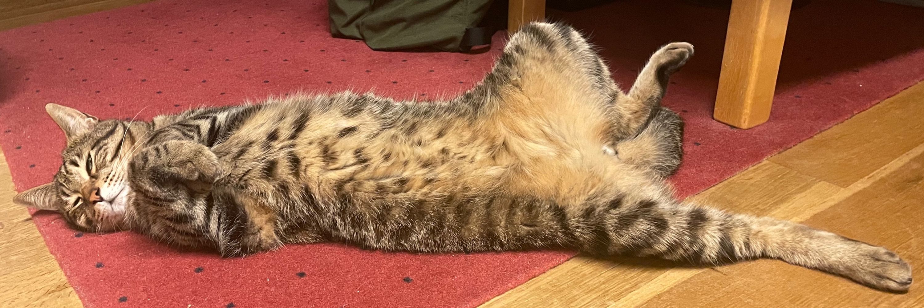 だるねこ