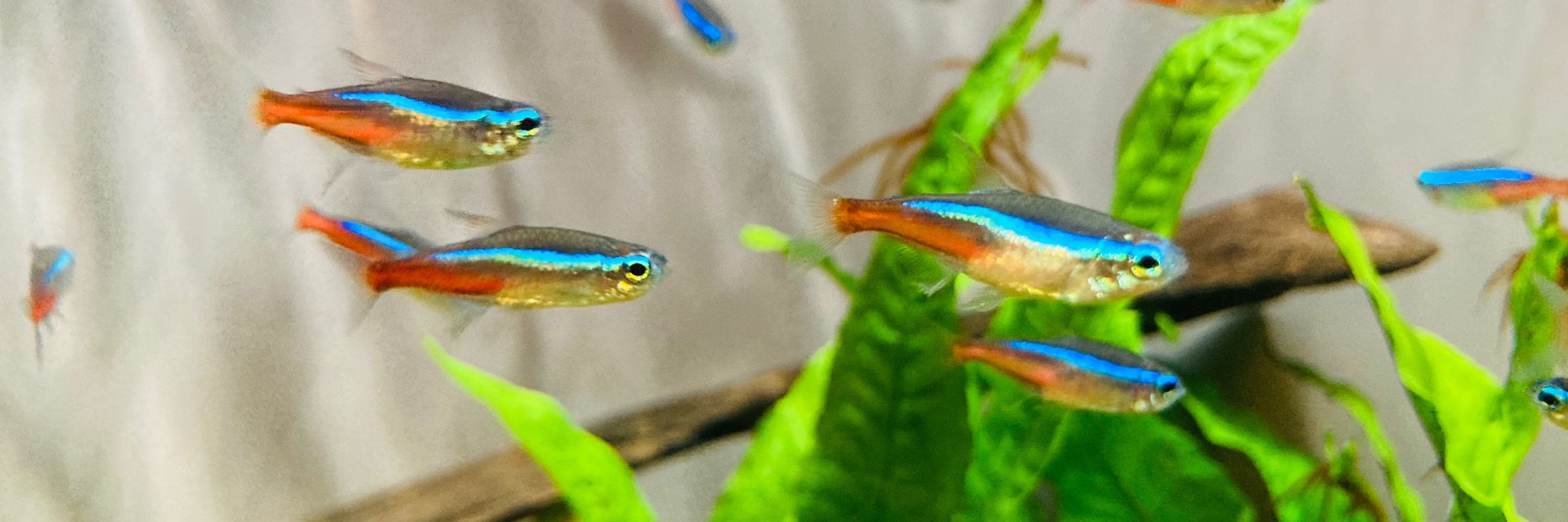 2boshi