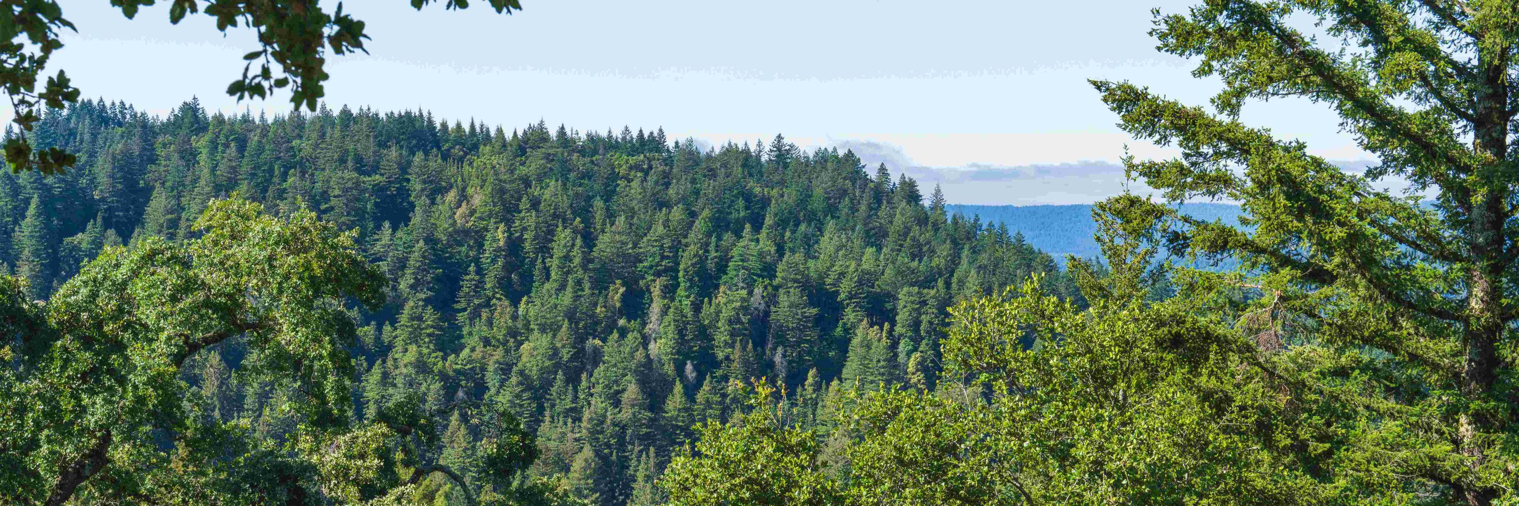 Coast Redwood 🌲